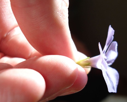 Ilustração Ilustração