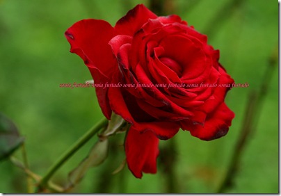 3618341100_c0ed5f55e7_b