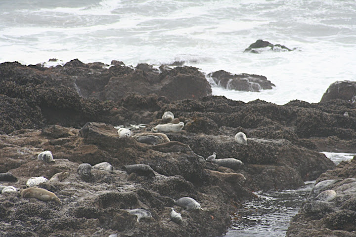 Seals at Strawberry Hill
