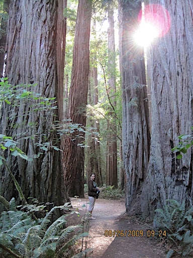 Stout Grove