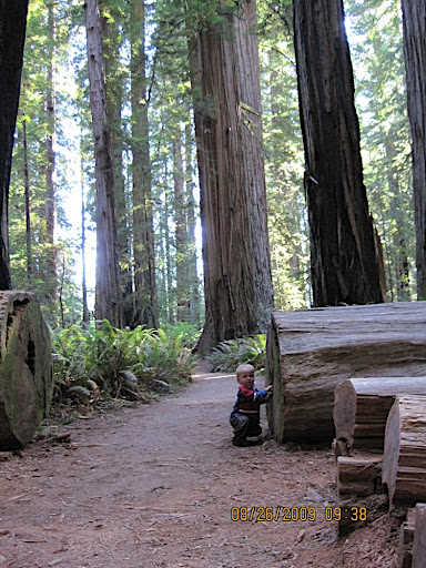 Owen and a little tree