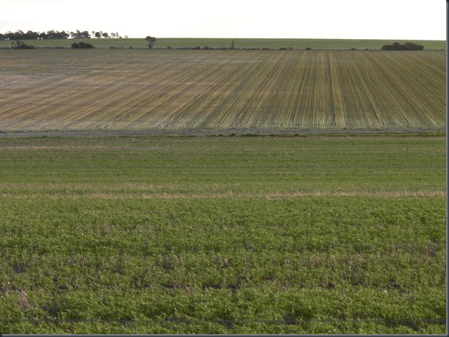 kellerberrin crops kellerberrin crops