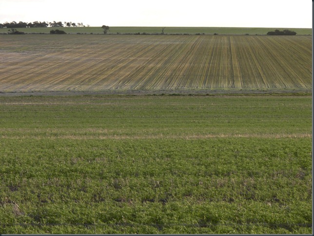 kellerberrin crops