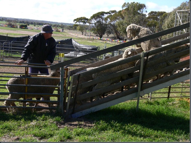 sheep out 2 sheep out 2