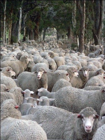 [sheep road web compress.jpg]
