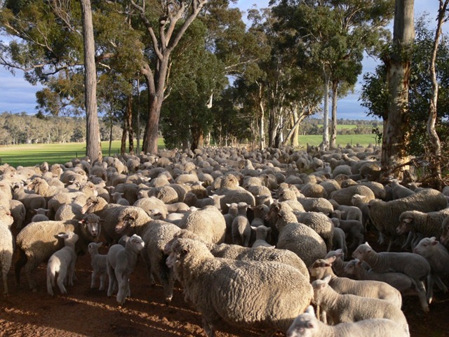 [sheep road.jpg]