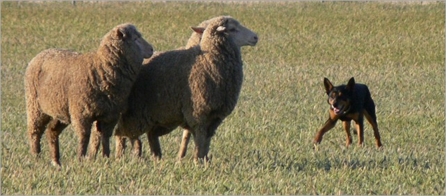 darkie sheep