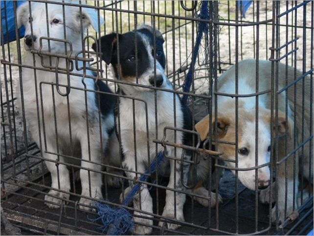 collie pups