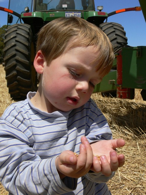 [fb wheat[3].jpg]