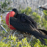 North Seymour - Frigate Bird, male looking to attact a mate