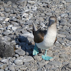 Española Island - Blue footed booby