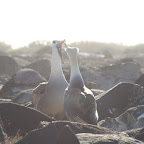 Española - Waved Albatross mating dance