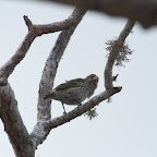 Floreana Island - Medium Tree Finch