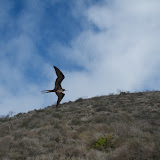 Floreana Island - A frigate bird in flight