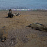 Floreana Island - Sea Lions on the beach