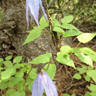 Clematis