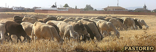 PASTORES DE MADRIDEJOS