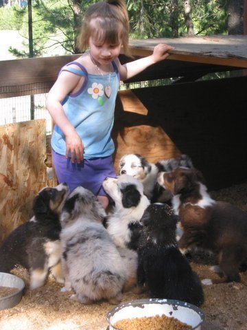 australian shepherd working dog