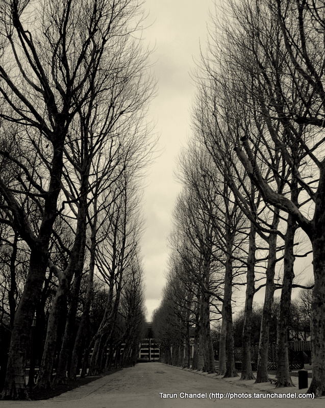Trees Winters Belgium Brussels, Tarun Chandel Photoblog