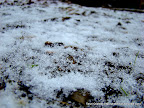 Fresh Snow, Tarun Chandel Photoblog