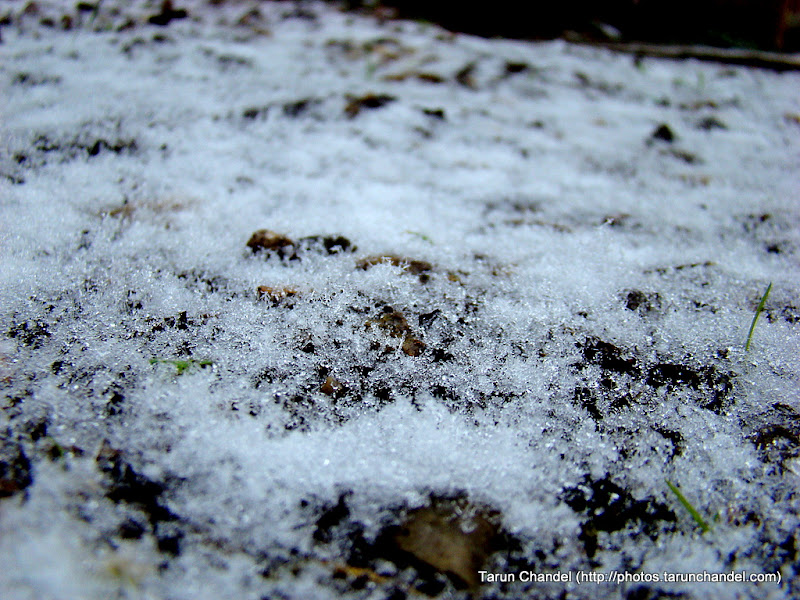 Fresh Snow, Tarun Chandel Photoblog
