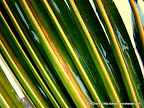 Fresh start after rains, Tarun Chandel Photoblog