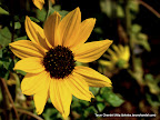 Sunshine Sunflower, Tarun Chandel Photoblog