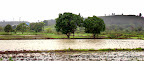 Fields, Tarun Chandel Photoblog