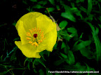 Yellow Flower, Tarun Chandel Photoblog