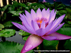 Lotus Flower, Tarun Chandel Photoblog