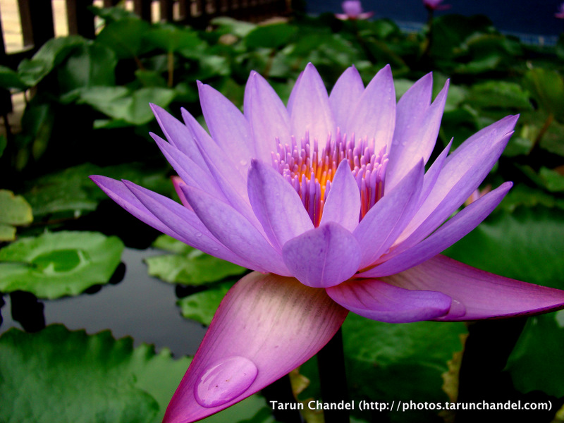 Lotus Flower, Tarun Chandel Photoblog