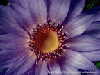 resh Lotus Flower Center, Tarun Chandel Photoblog