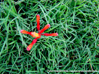 Red Flower, Tarun Chandel Photoblog