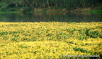 Green Garden, Tarun Chandel Photoblog