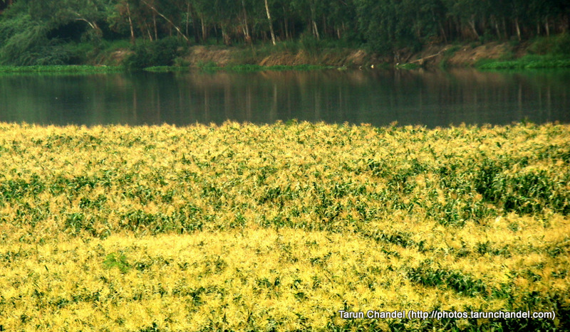 Green Garden, Tarun Chandel Photoblog