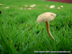 Mushroom, Tarun Chandel Photoblog