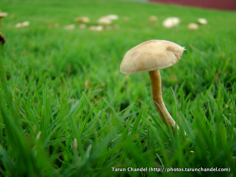 Mushroom, Tarun Chandel Photoblog