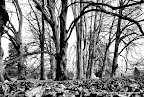 Swiss Jungle BW HDR, Tarun Chandel Photoblog