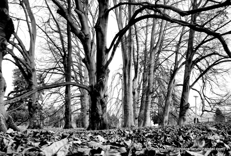 Swiss Jungle BW HDR, Tarun Chandel Photoblog