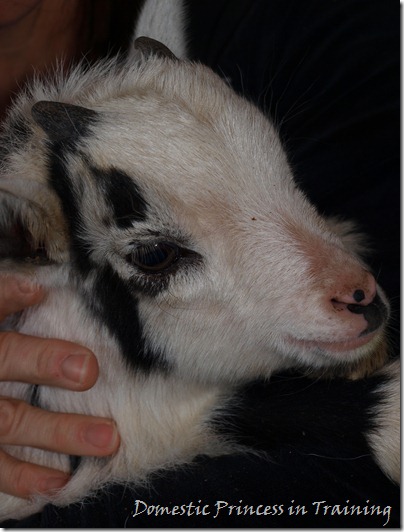 Goat 3.2010 059 Goat 3.2010 059