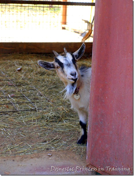 Goat 3.2010 049-edit Goat 3.2010 049-edit