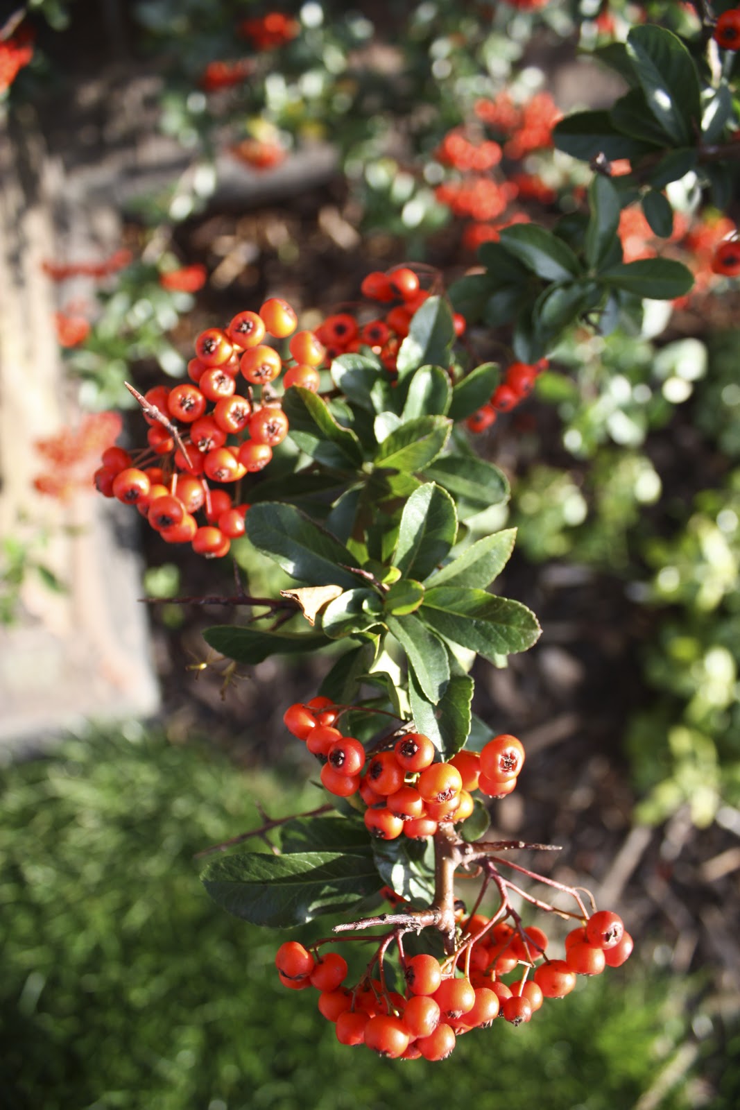 [Colour complementary red green[8].jpg]