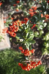 Colour complementary red green