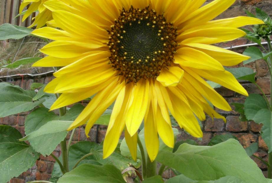 [Colour-harmony-similar-yellow-green[3].jpg]