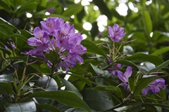 Colour contrast green violet