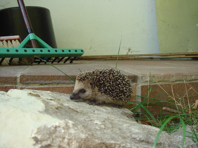 dsc04268.jpg