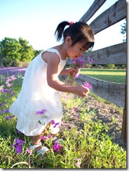 wildflowers 078