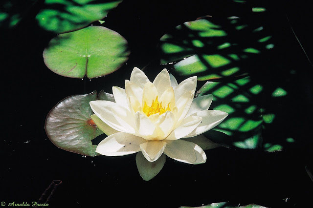 Preserve a Natureza