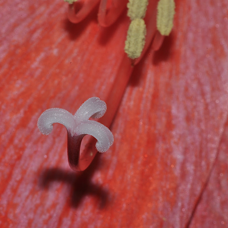 amaryllis stigma close-up