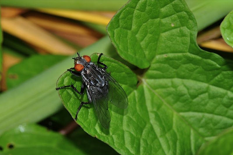 fly on leaf